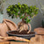 Ginseng-Bonsai