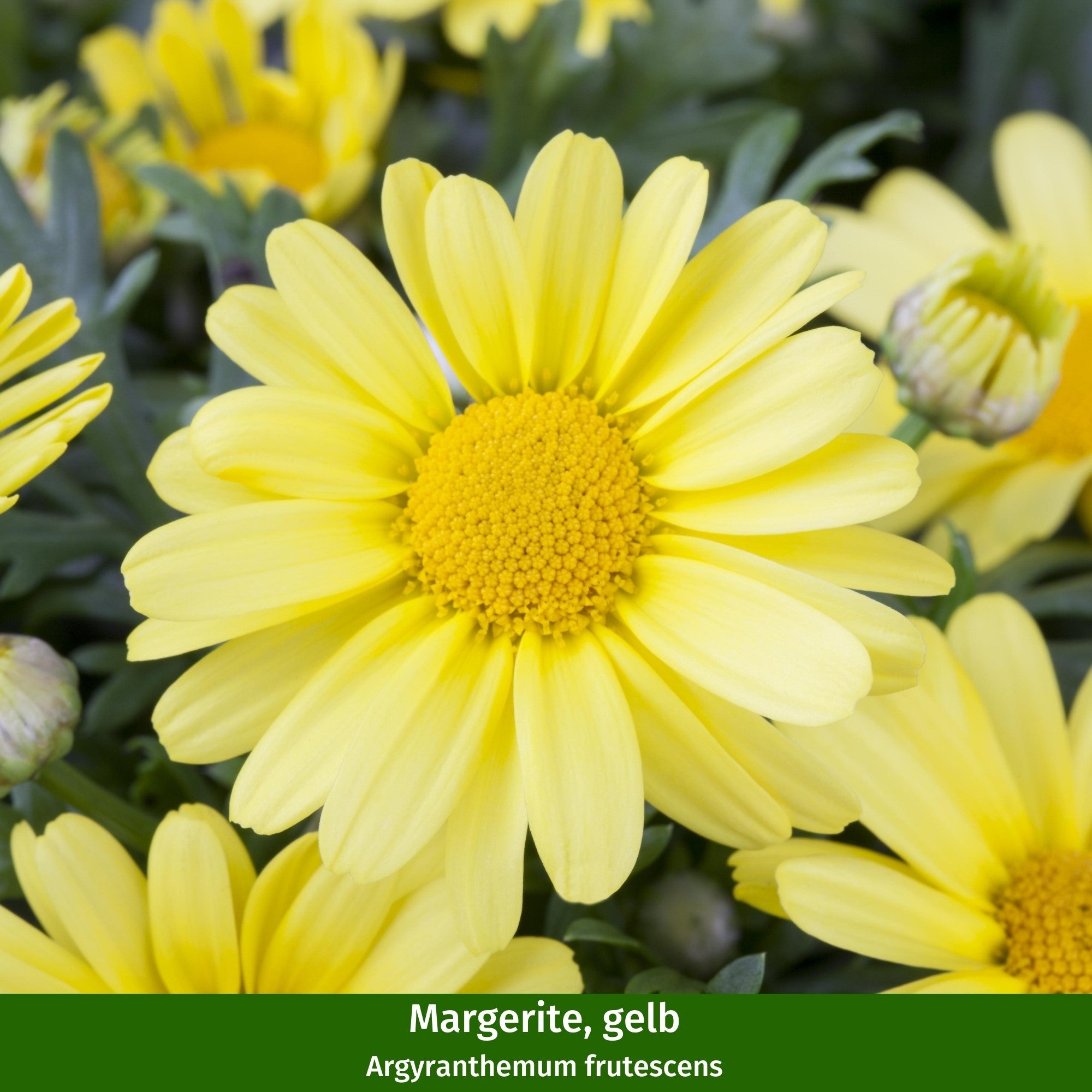 Balkonblumen "Goldener Blütentraum"