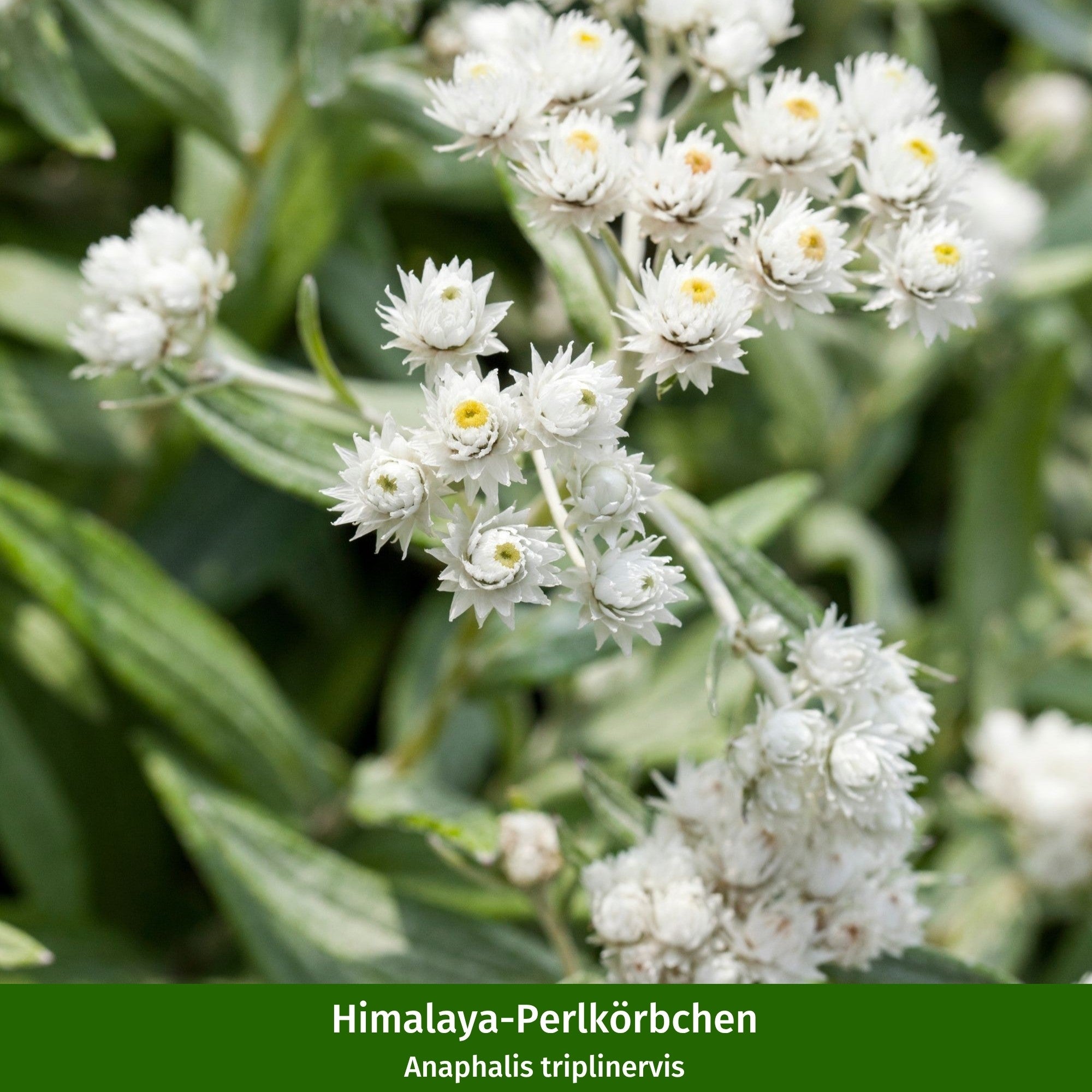 Staudenbeet "Streifenbeet als Duftoase"
