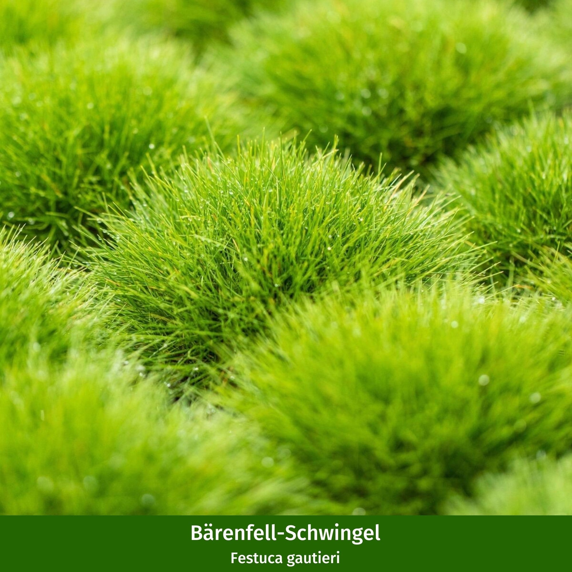 Pflanzen-Set "Mini-Entree für den schattigen Vorgarten"