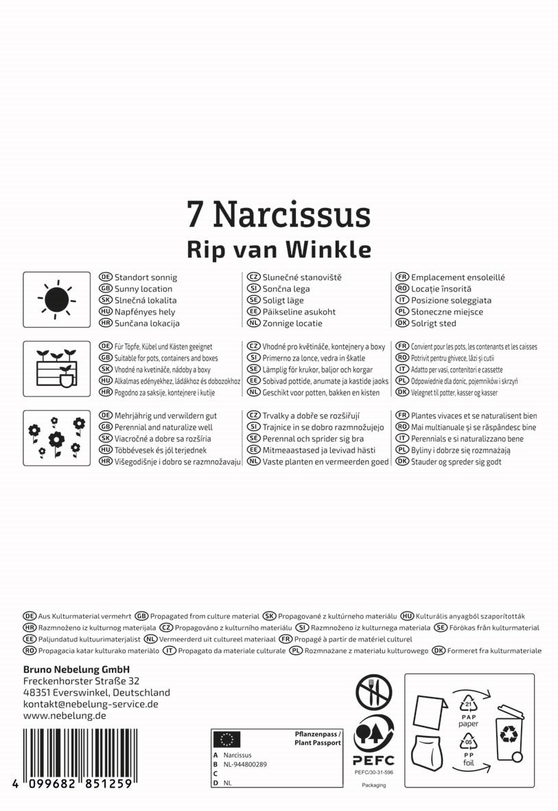 Kiepenkerl Narzisse 'Rip van Winkle'