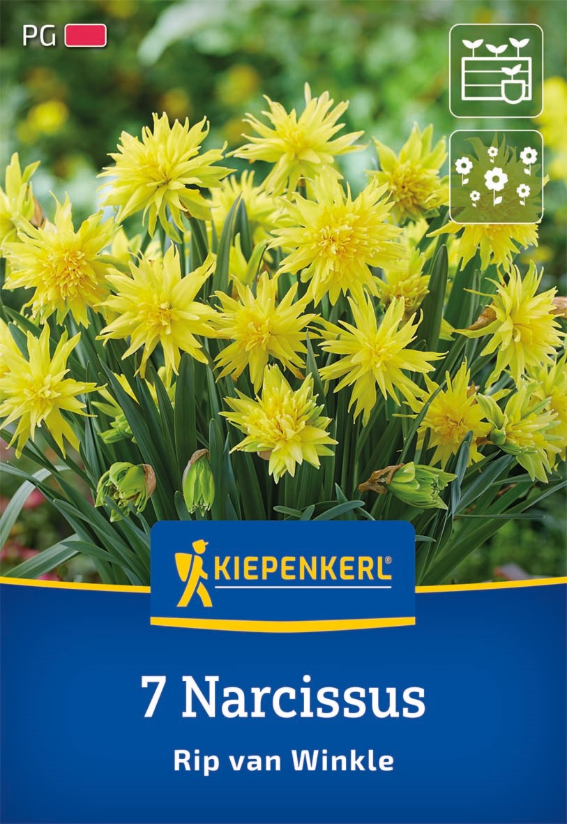 Kiepenkerl Narzisse 'Rip van Winkle'