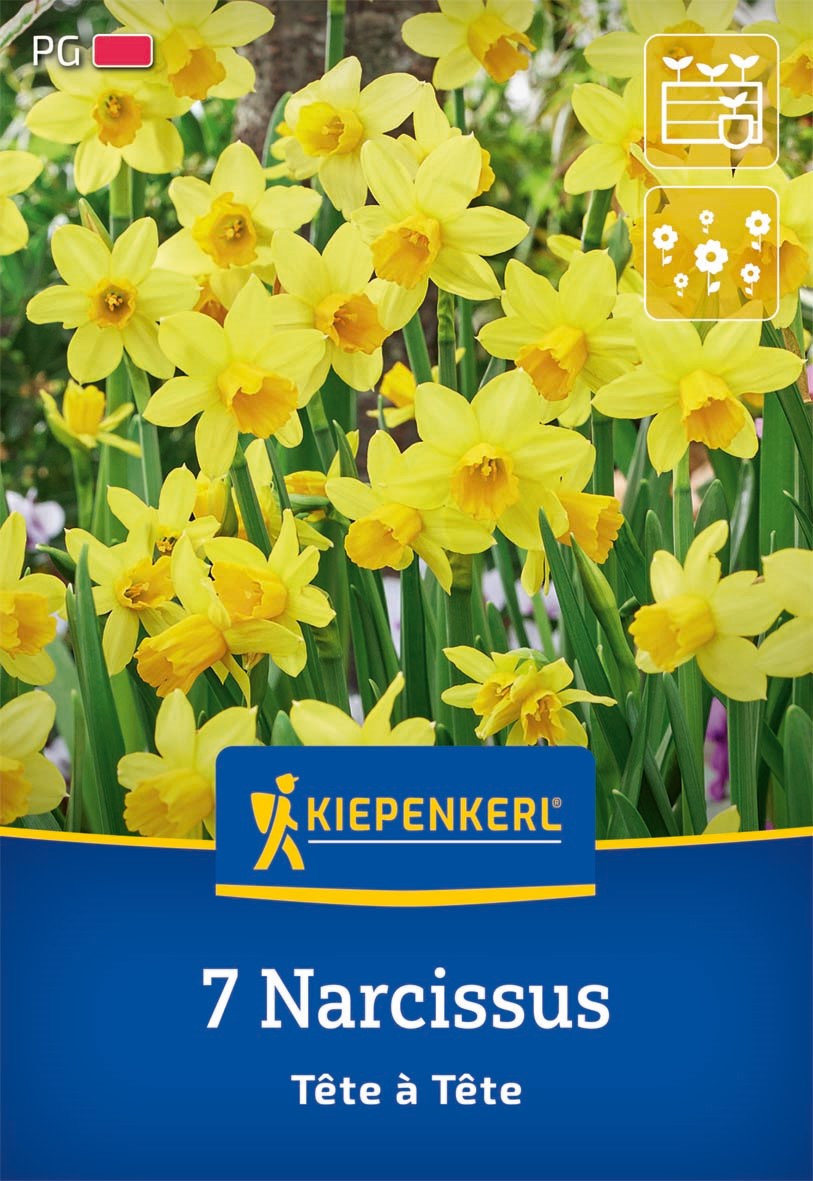 Kiepenkerl Narzisse 'Tête à Tête'