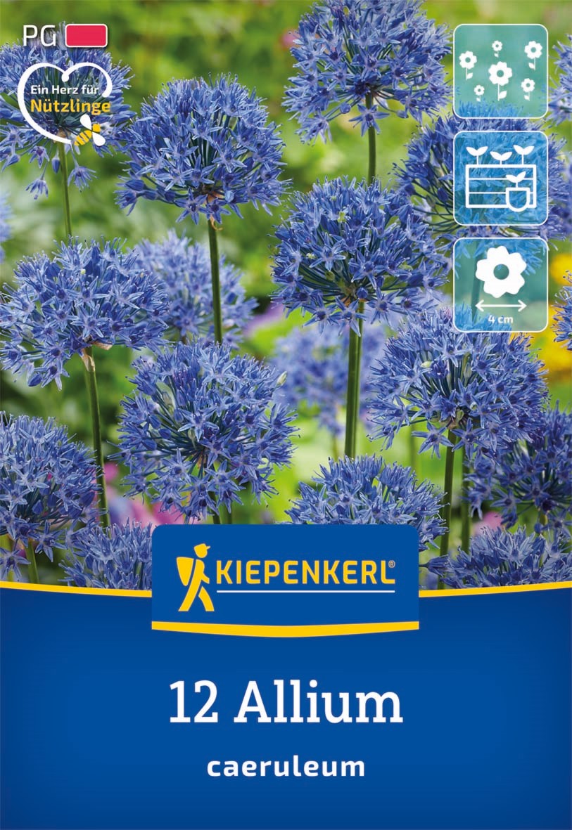 Kiepenkerl Zierlauch 'Caeruleum'