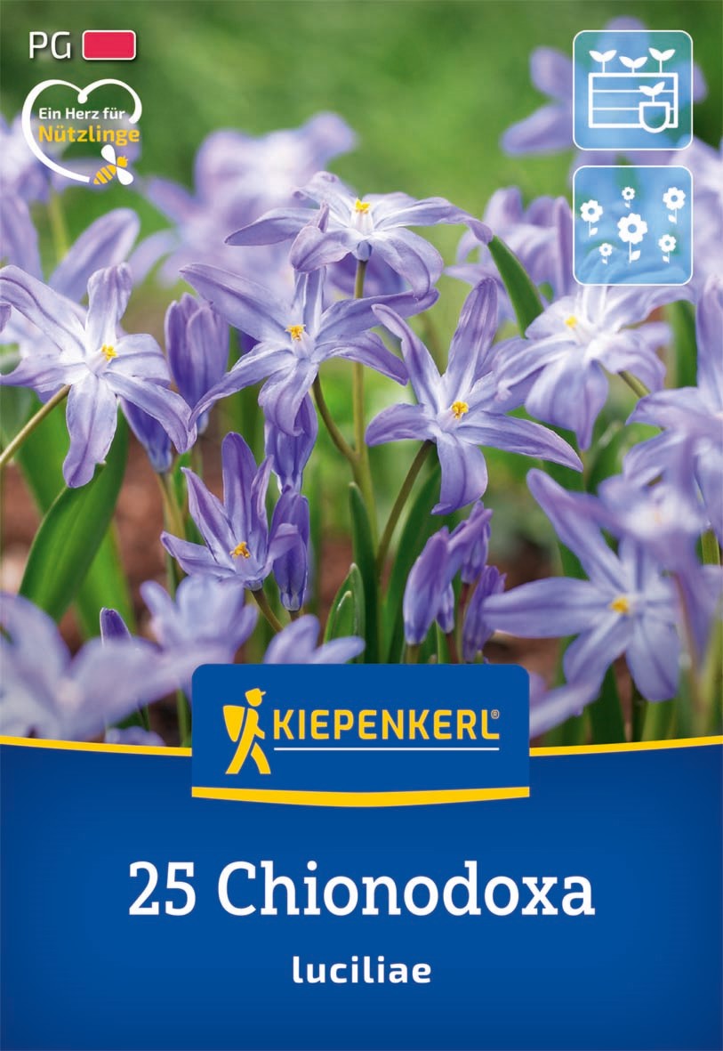 Kiepenkerl Schneeglanz