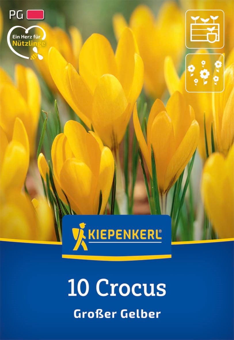 Kiepenkerl Großblumiger Krokus 'Großer Gelber'