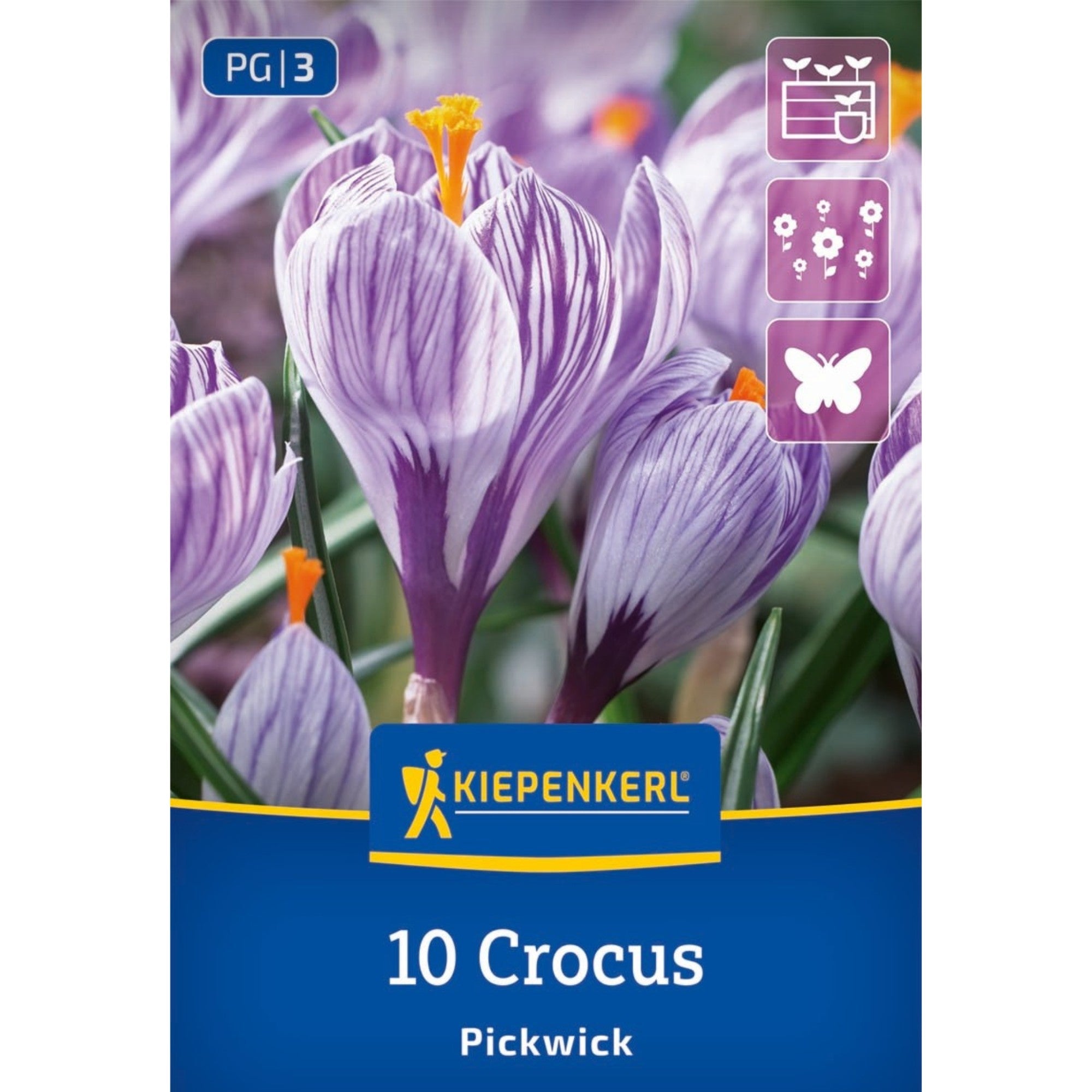 Kiepenkerl Großblumiger Krokus 'Pickwick'