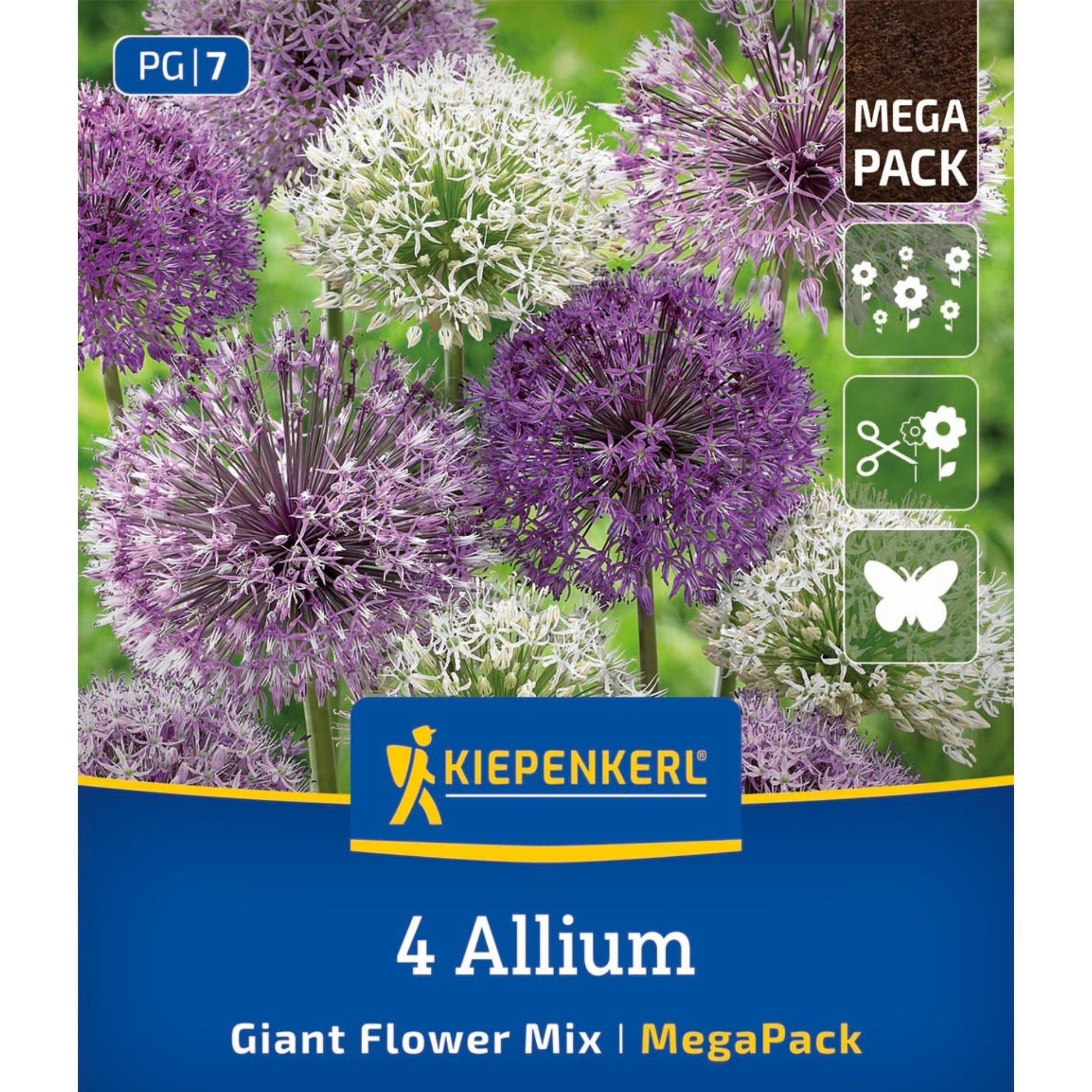 Kiepenkerl Zierlauch "Großblumige Mischung", Mega-Pack