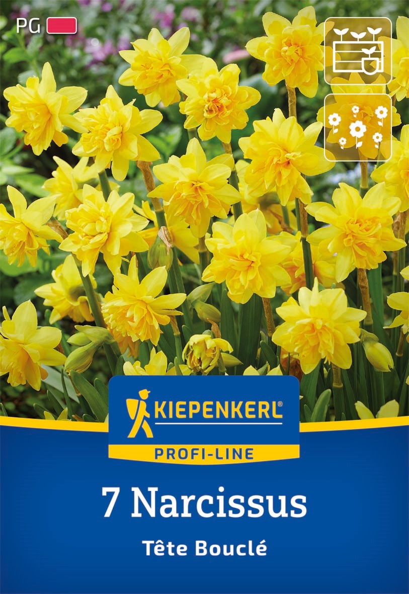 Kiepenkerl Narzisse 'Tête Bouclé', Profi-Line