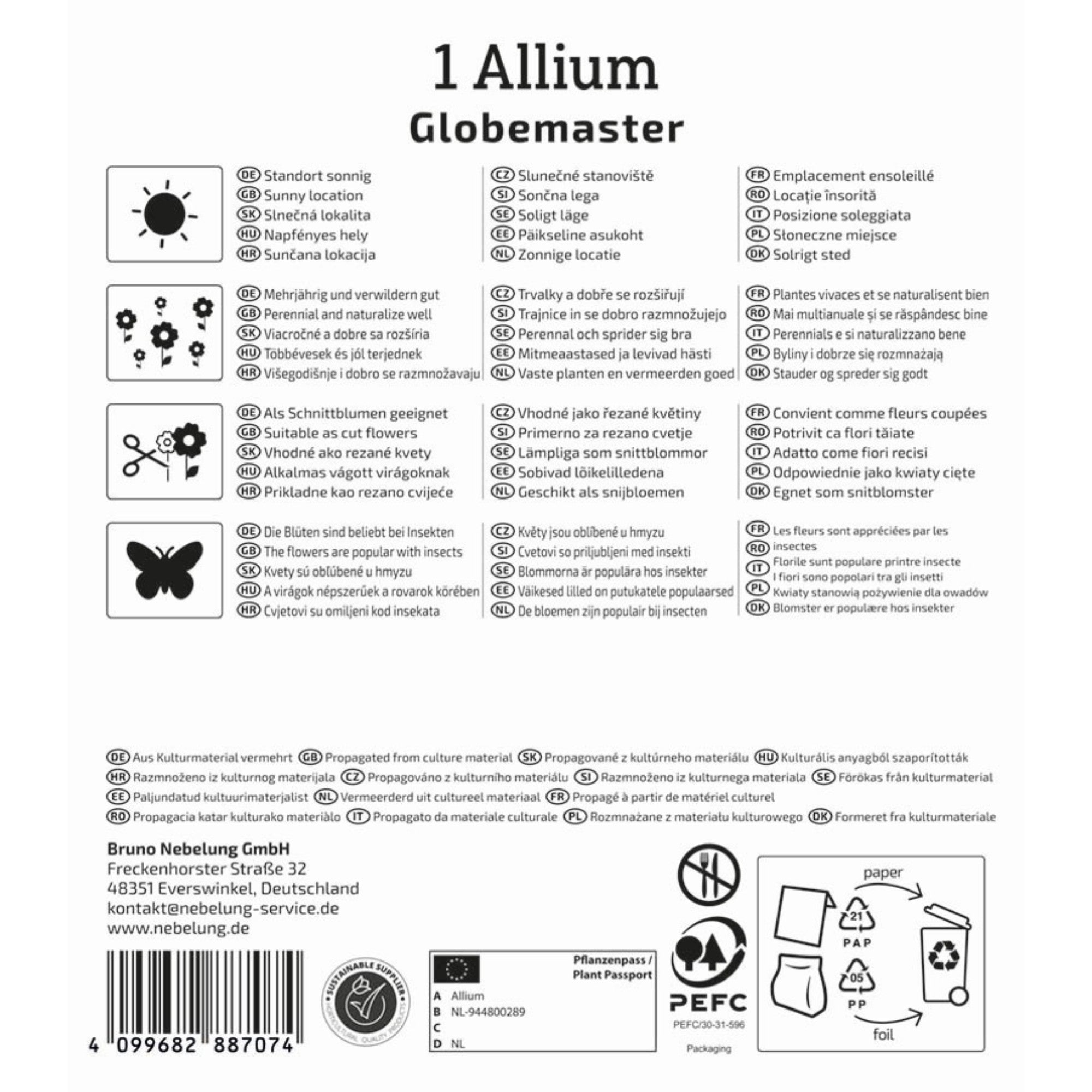 Kiepenkerl Zierlauch 'Globemaster', Profi-Line