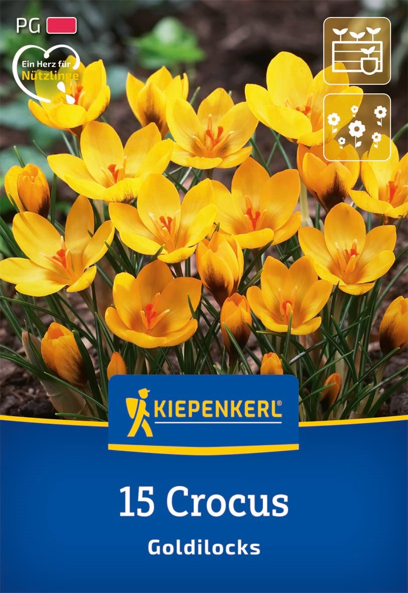 Kiepenkerl Botanischer Krokus 'Goldilocks'