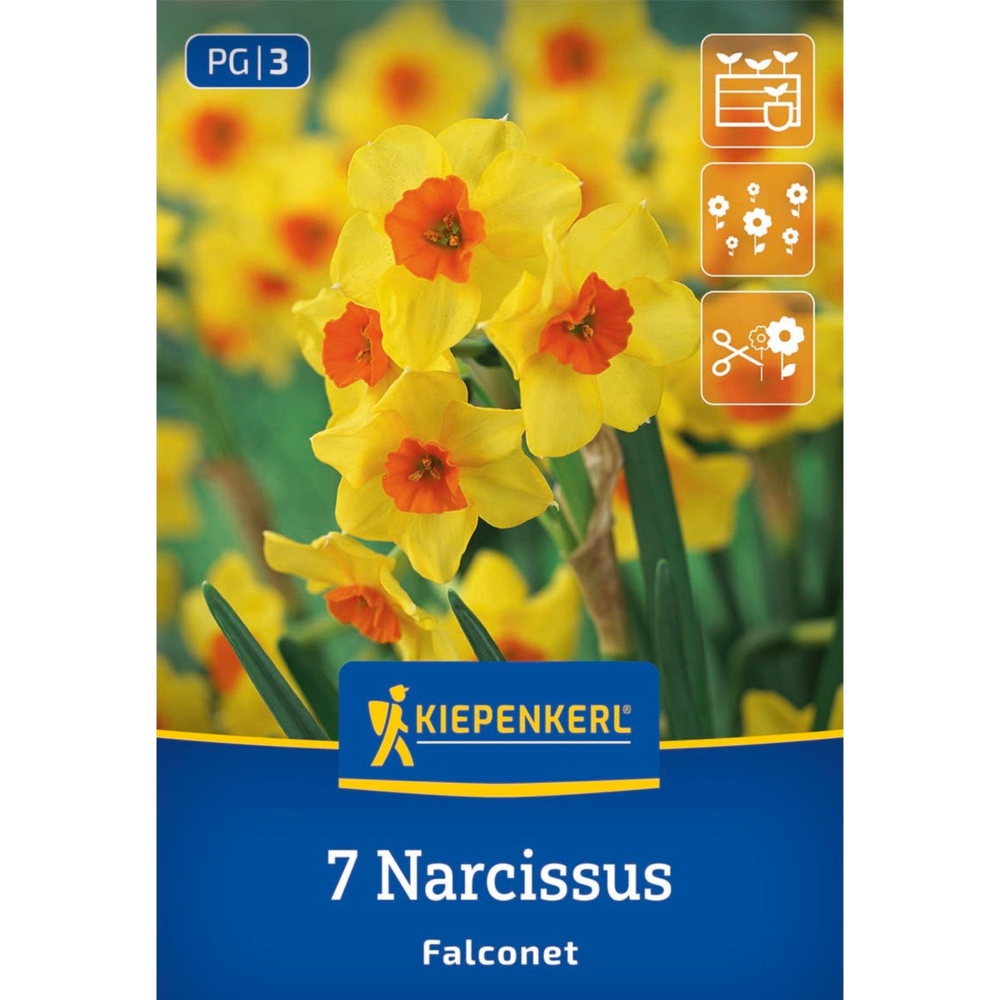 Kiepenkerl Narzisse 'Falconet'