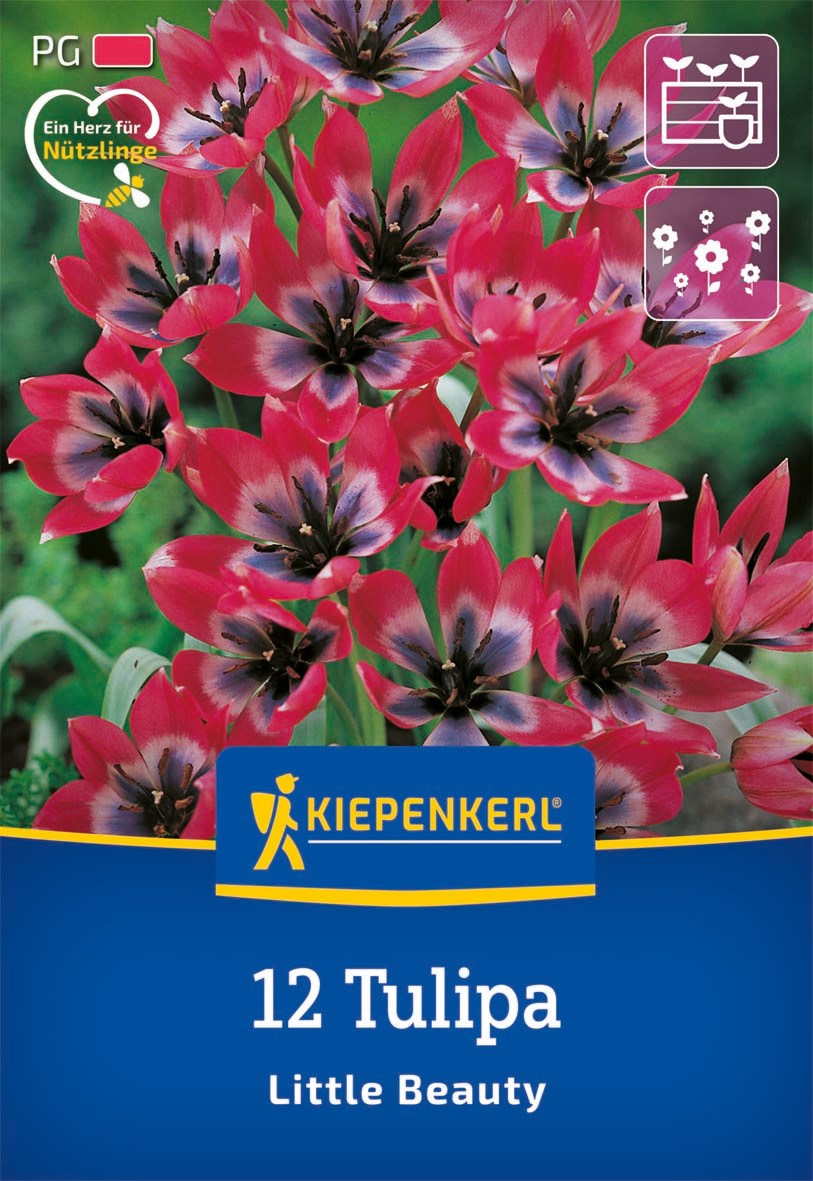 Kiepenkerl Wildtulpe 'Little Beauty'