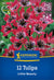 Kiepenkerl Wildtulpe 'Little Beauty'