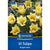 Kiepenkerl Wildtulpe 'Bright Gem'