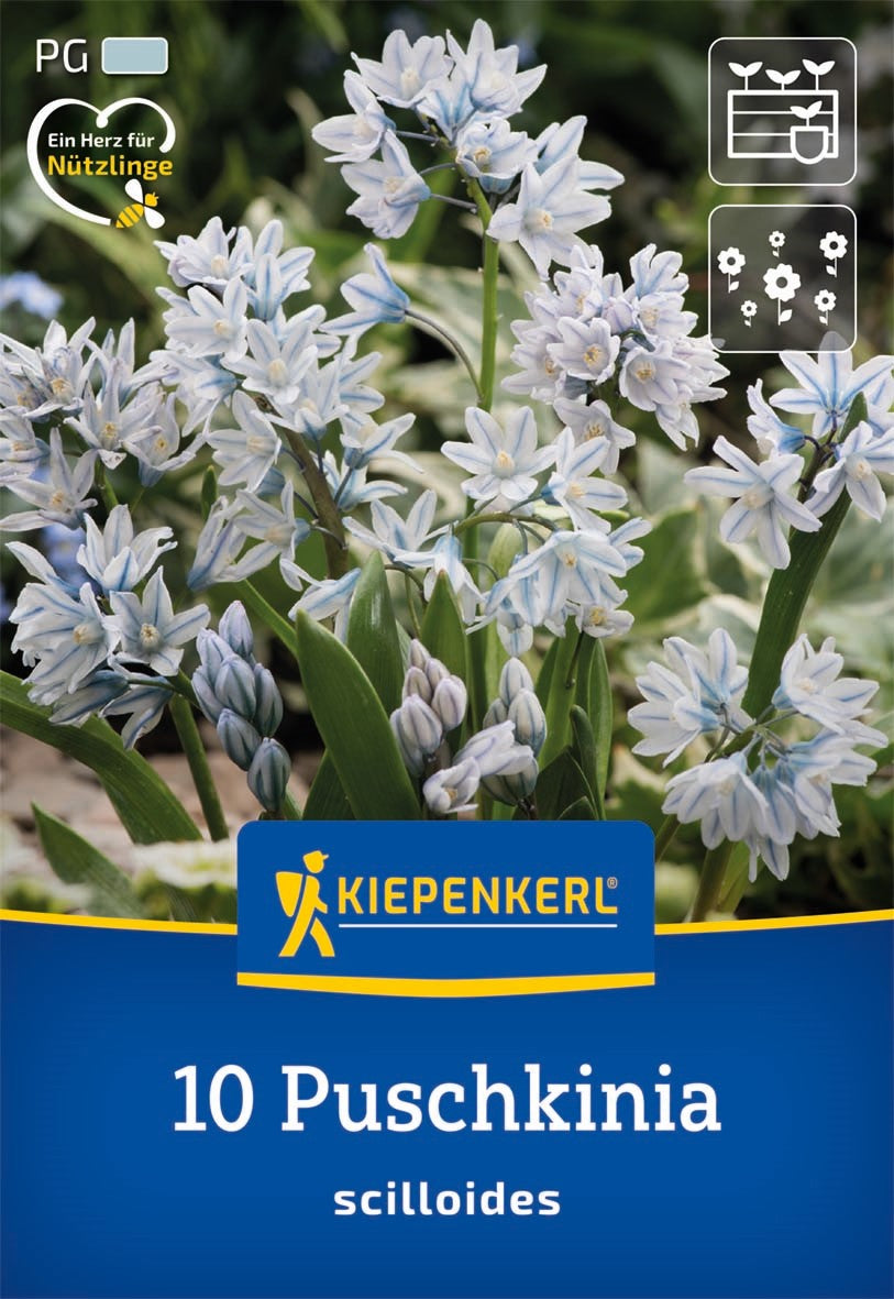 Kiepenkerl Puschkinie