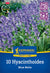 Kiepenkerl Hasenglöckchen 'Blue Bells', Profi-Line