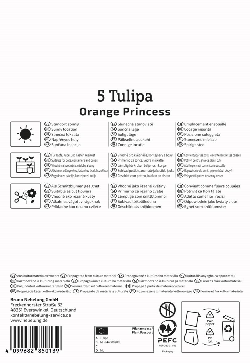Kiepenkerl Gefüllte späte Tulpe 'Orange Princess', Profi-Line