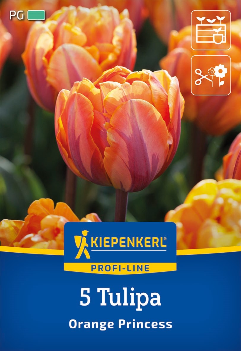 Kiepenkerl Gefüllte späte Tulpe 'Orange Princess', Profi-Line