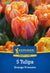 Kiepenkerl Gefüllte späte Tulpe 'Orange Princess', Profi-Line