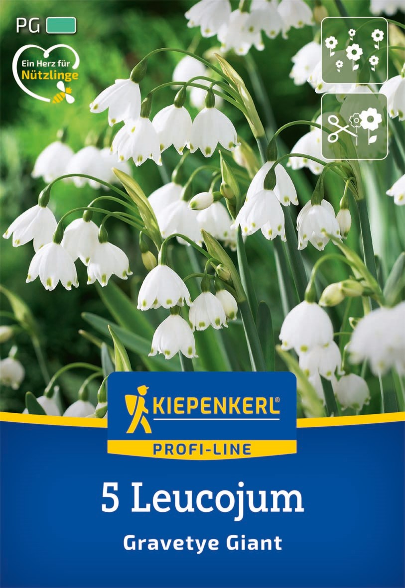 Kiepenkerl Sommerknotenblume 'Gravetye Giant'