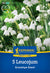 Kiepenkerl Sommerknotenblume 'Gravetye Giant'
