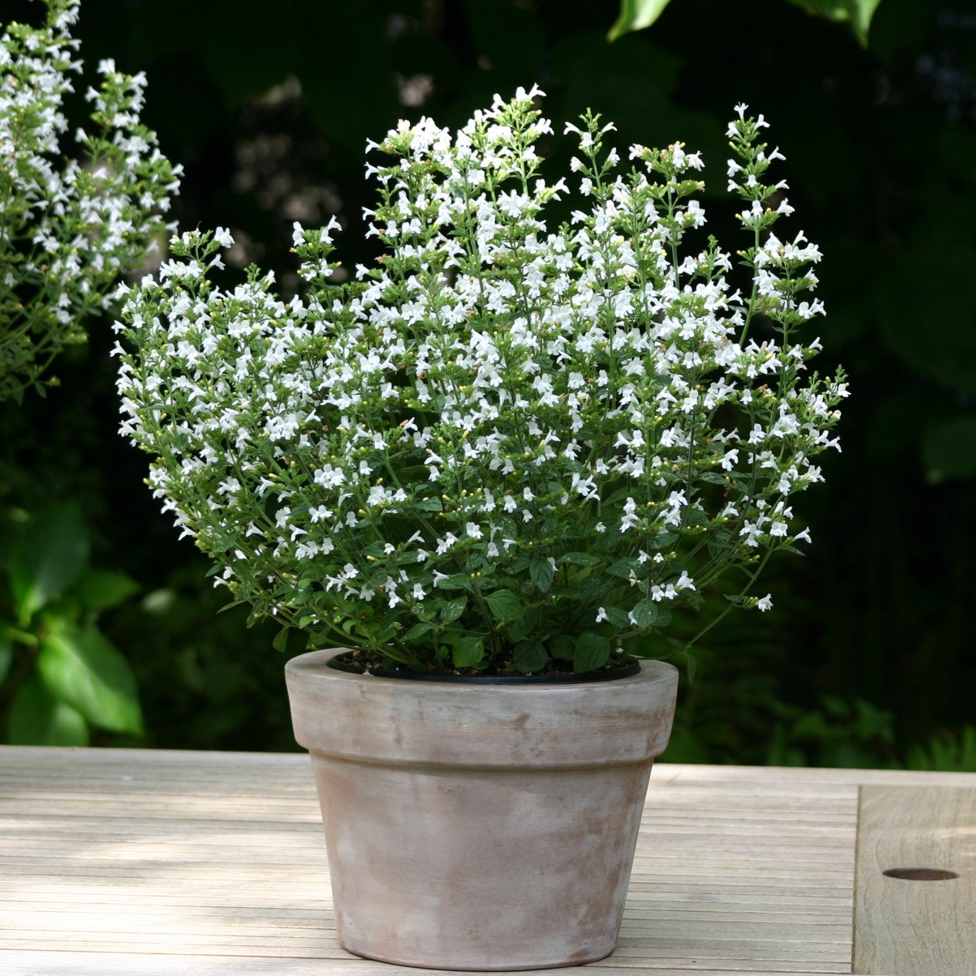 Bergminze 'Marvelette'
