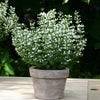 Bergminze 'Marvelette'