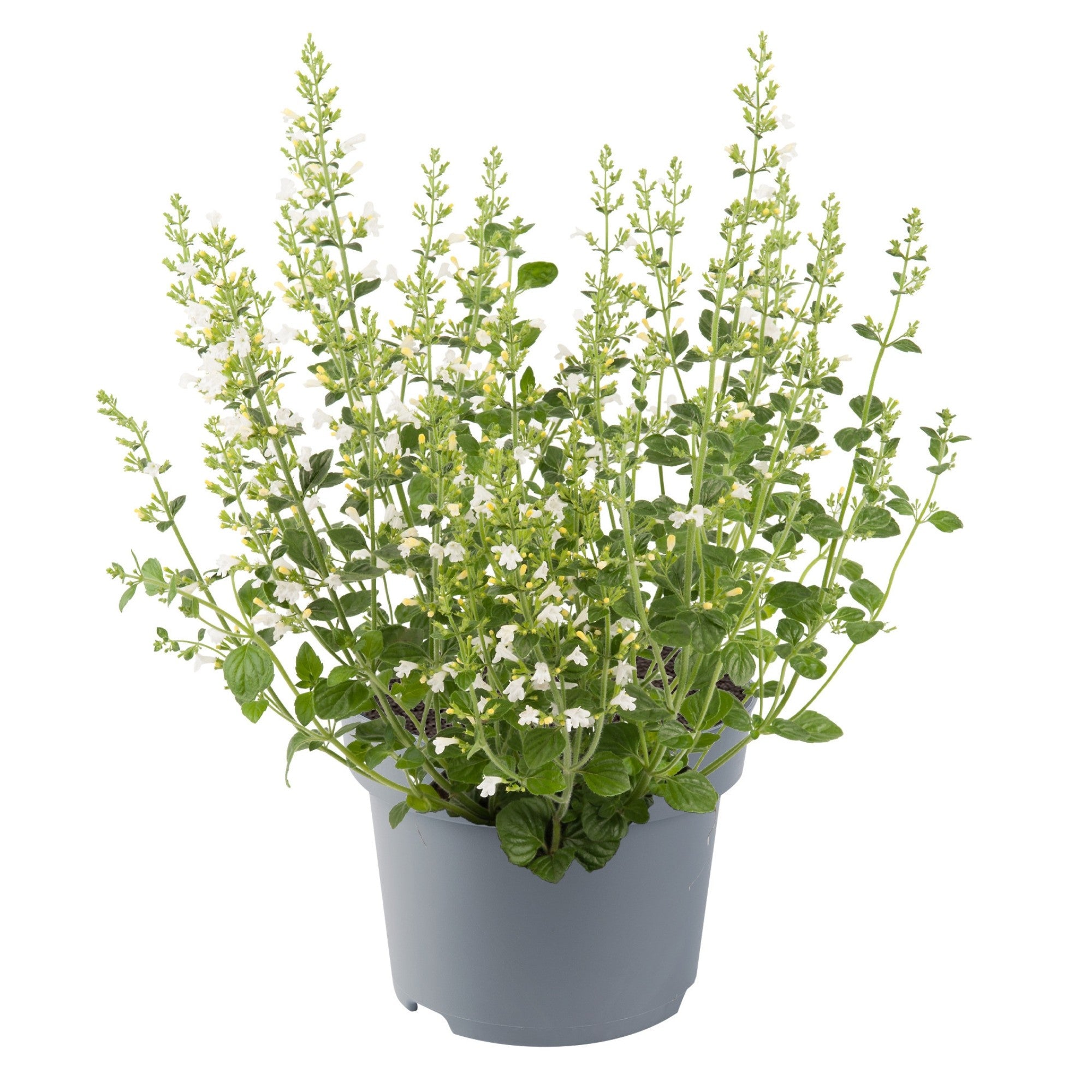 Bergminze 'Marvelette'