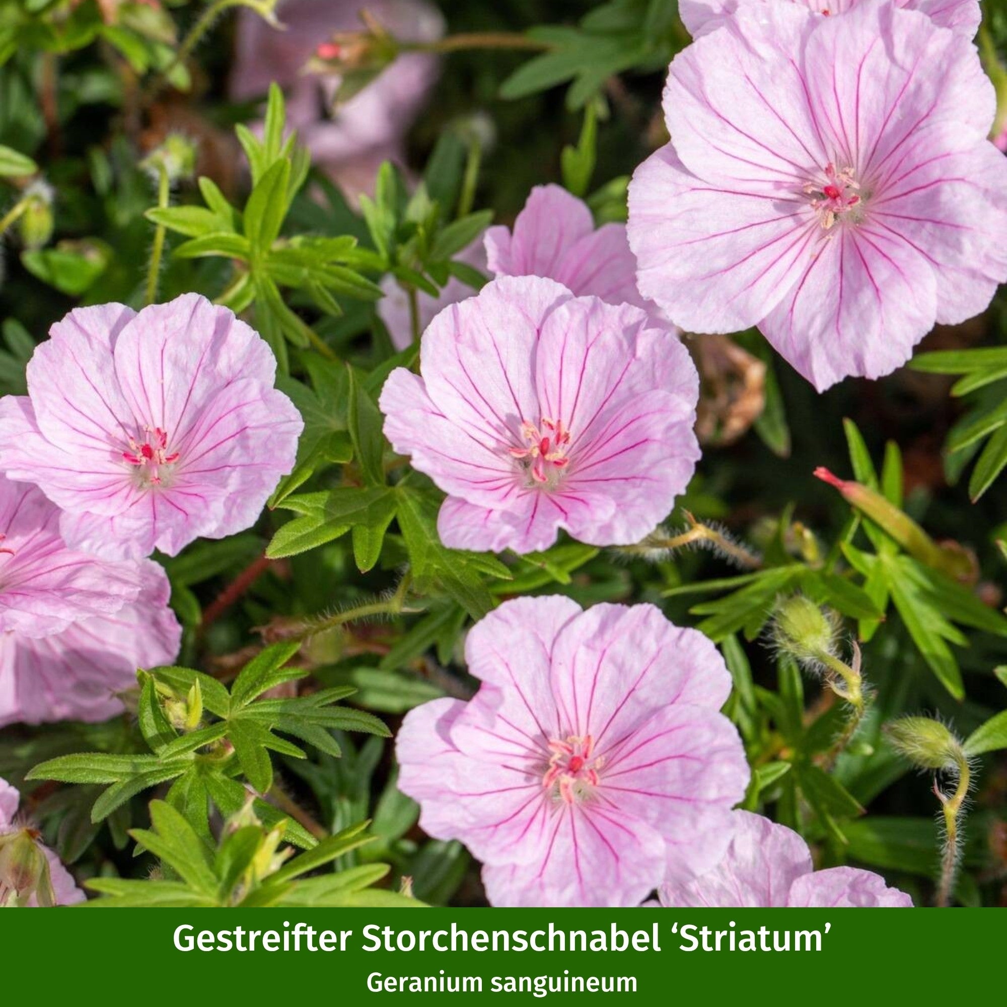 Nostalgisches Rosen- & Blut-Storchenschnabelbeet, 7 Pflanzen
