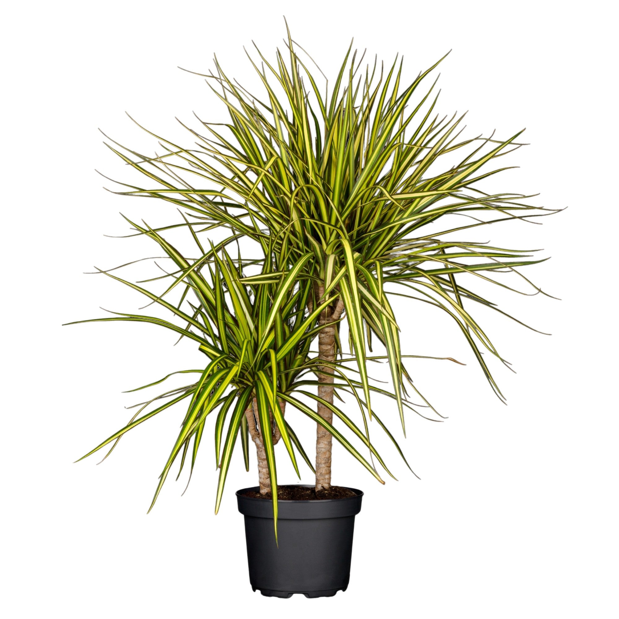 Drachenbaum 'Sunray‘