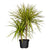 Drachenbaum 'Sunray‘