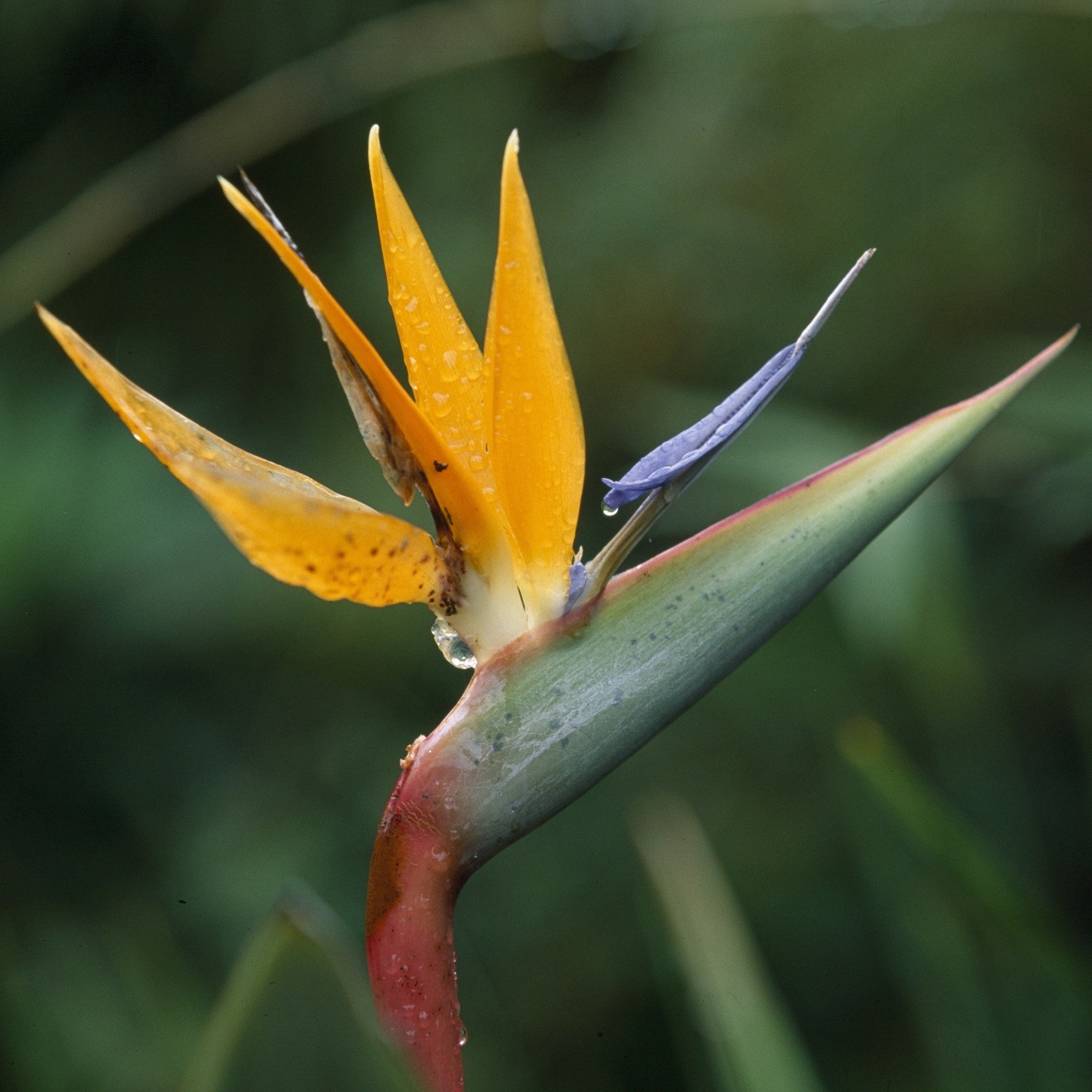 Paradiesvogelblume