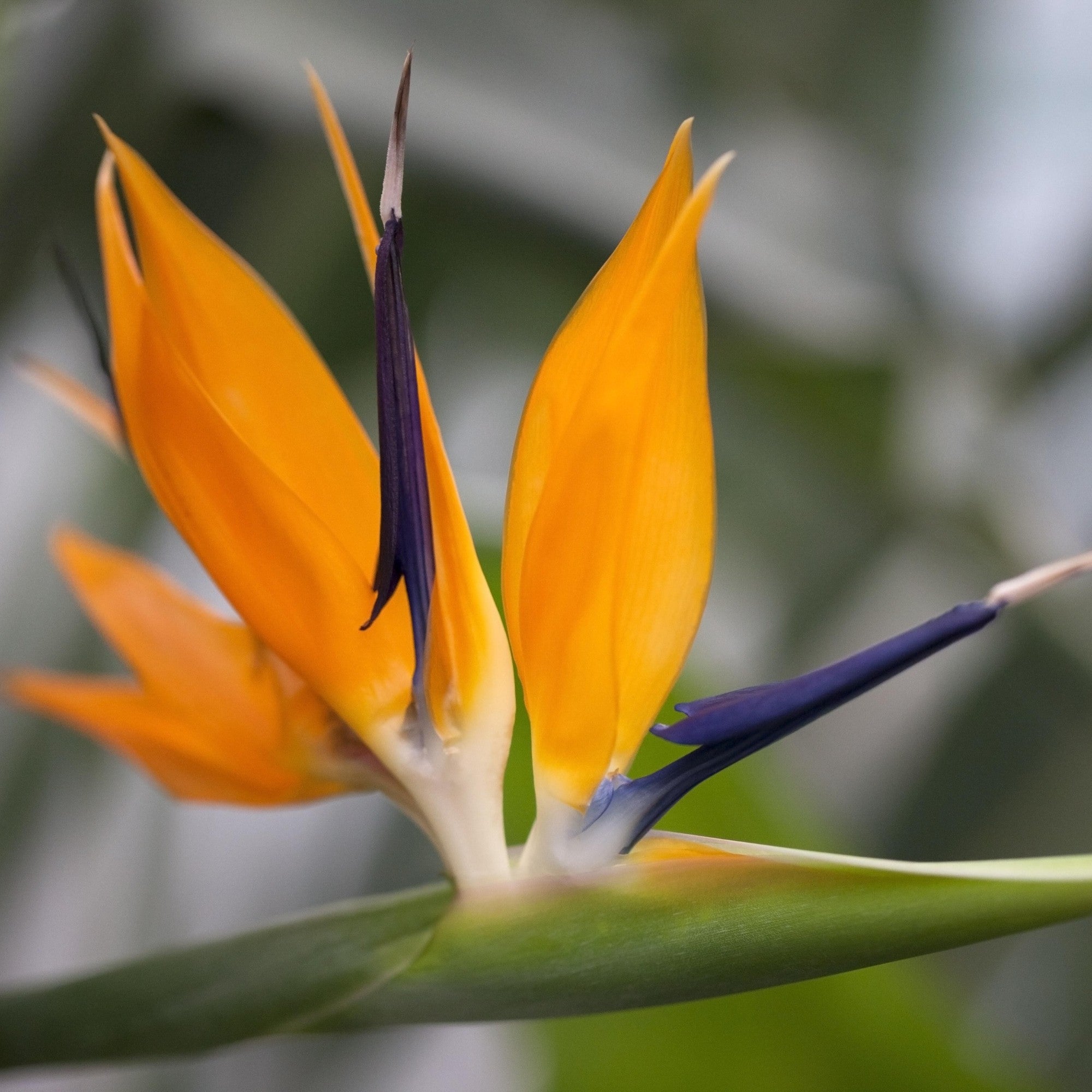 Paradiesvogelblume