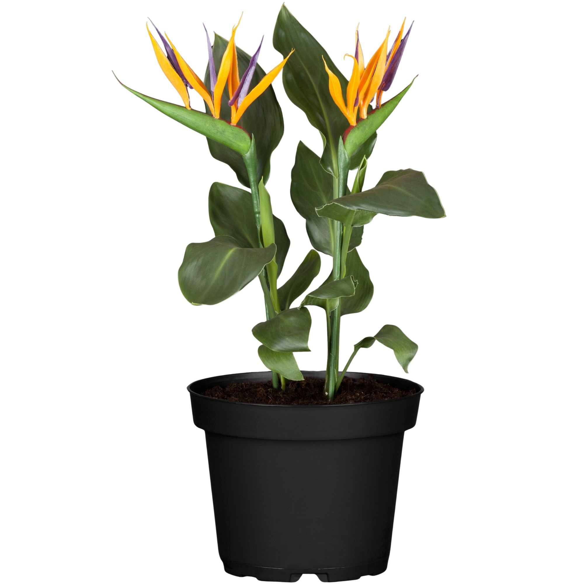 Paradiesvogelblume