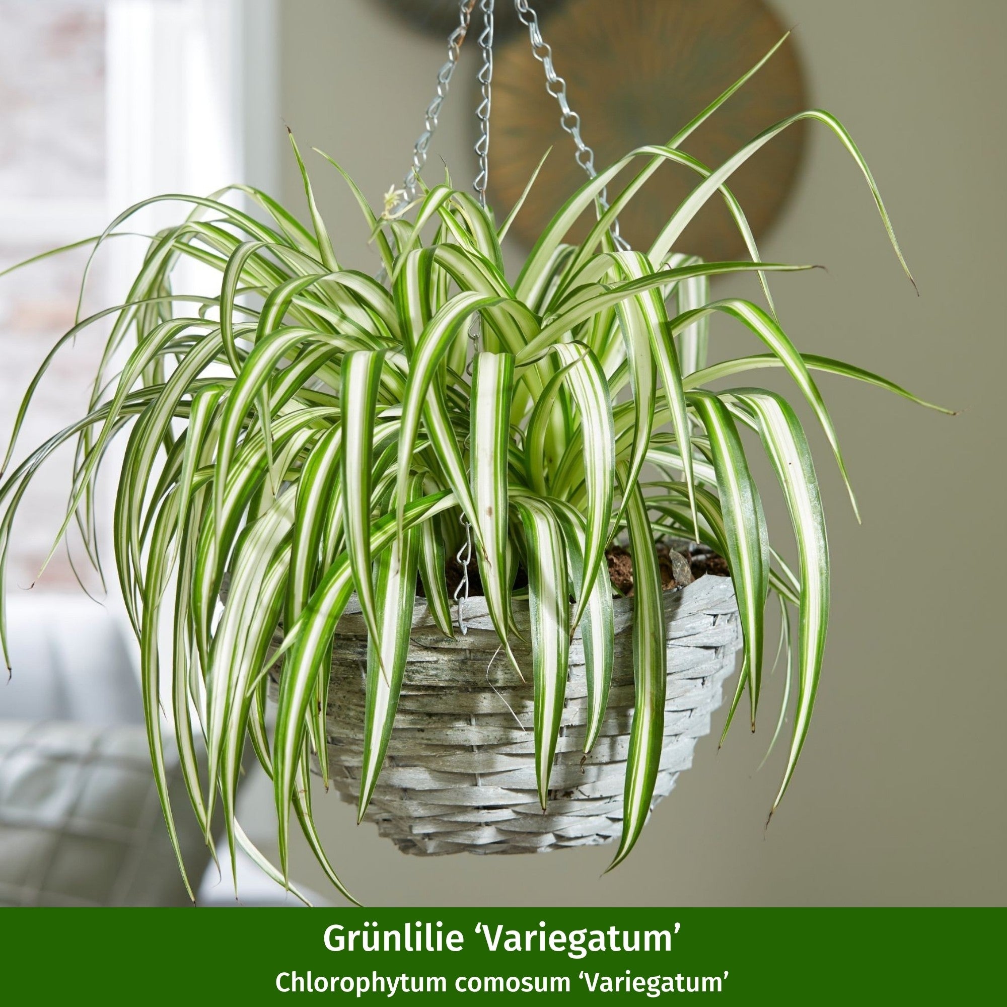 Zimmerpflanzen-Set "Gestreiftes Duo"