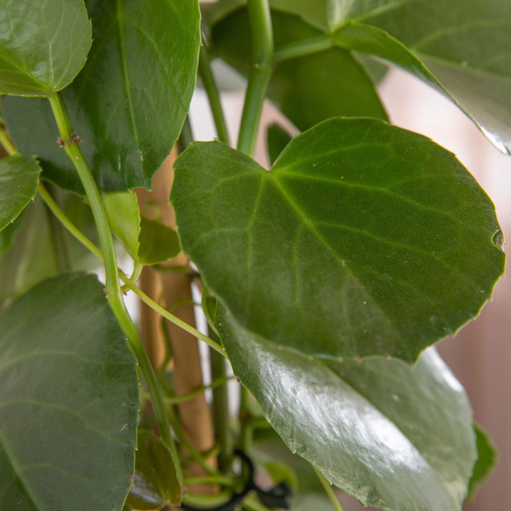 Zimmerrebe 'Ellen Danica'