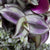 Dreimasterblume