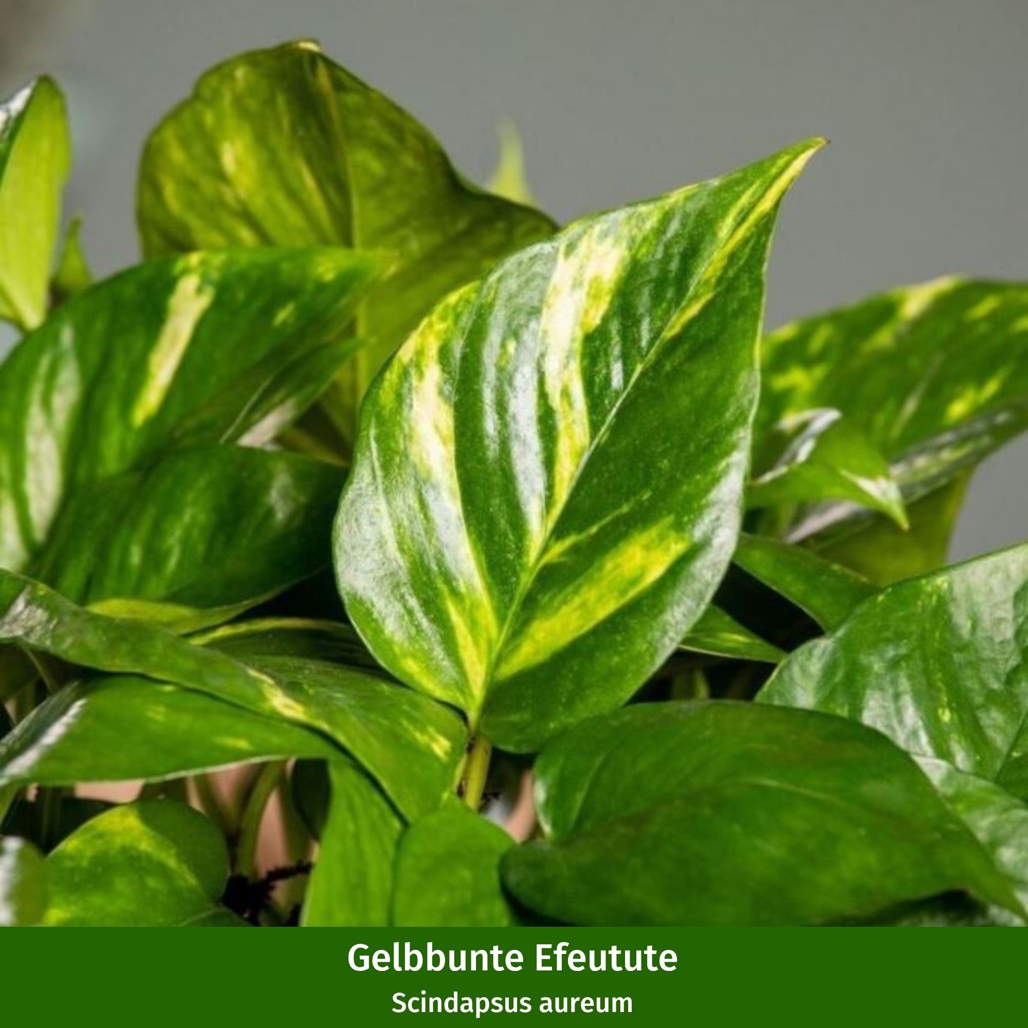 Zimmerpflanzen-Set "Gelbgrünes Duo"