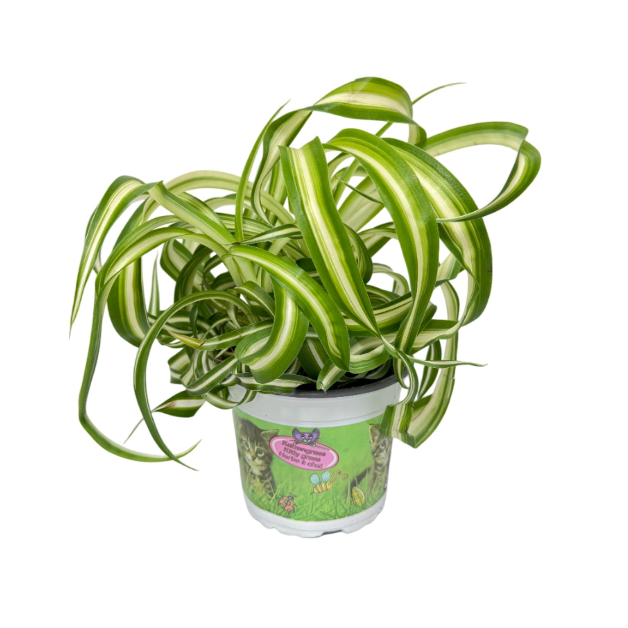 Grünlilie 'Variegatum', Tierfutter