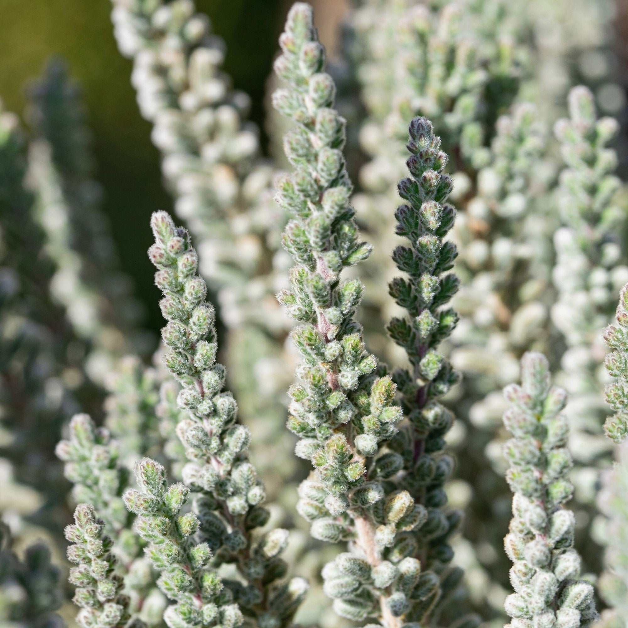 Besenheide 'Sunset Fluffy Gardengirls®'