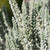 Besenheide 'Sunset Fluffy Gardengirls®'
