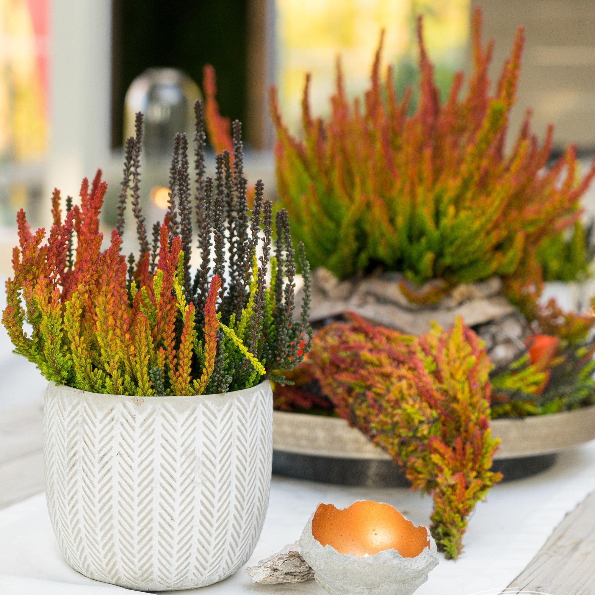 Besenheide 'Sunset Trio Gardengirls®'
