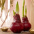 Rote Amaryllis mit Wachs