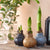 Amaryllis-Mix "Metallic"