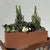 Winterarrangement mit Christrose und Picea