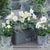 Balkonblumen "Wintertraum in Weiß"