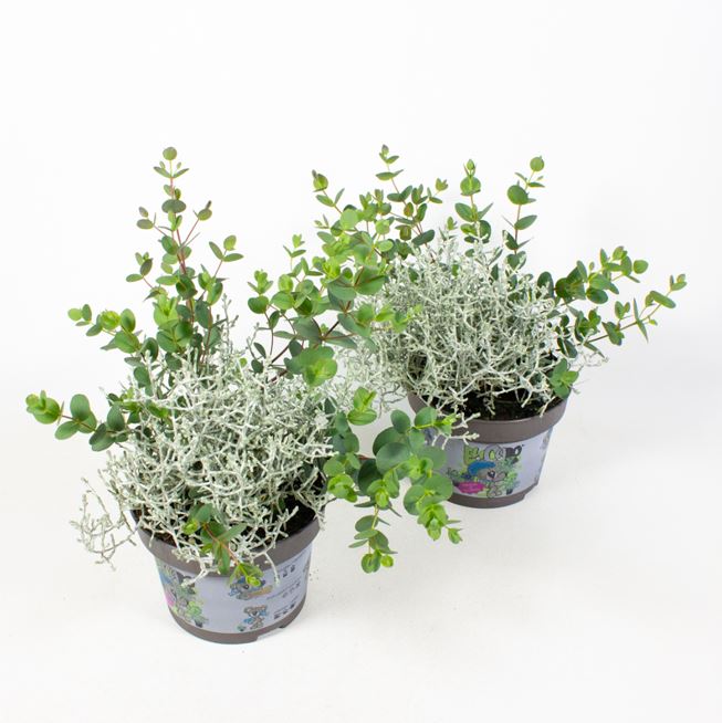 Eucalypthus & Calocephalus "EuCaLo®"