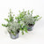 Eucalypthus & Calocephalus "EuCaLo®"