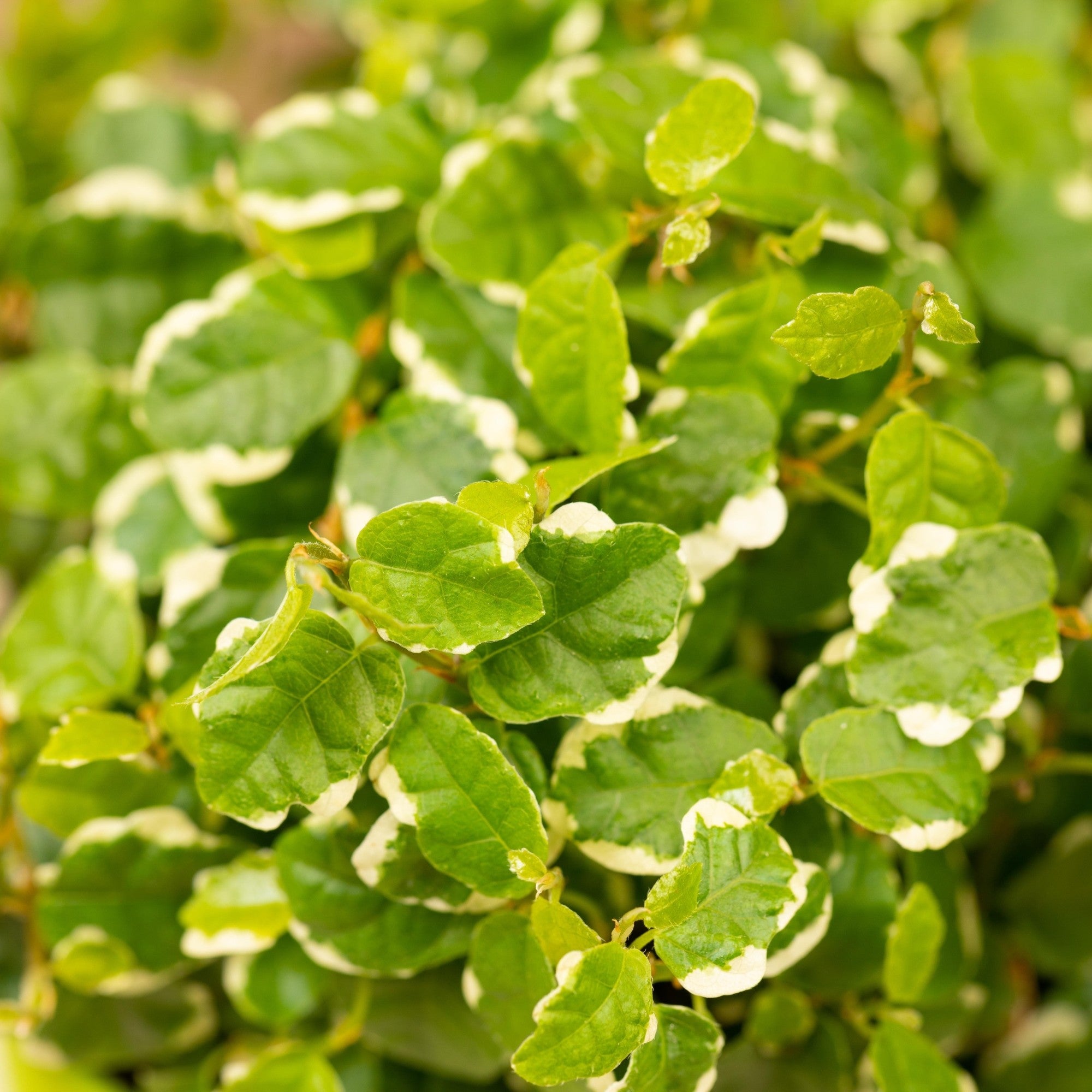 Kletterfeige 'White Sunny'